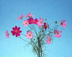 Tapeta Nature Flowers 269.jpg